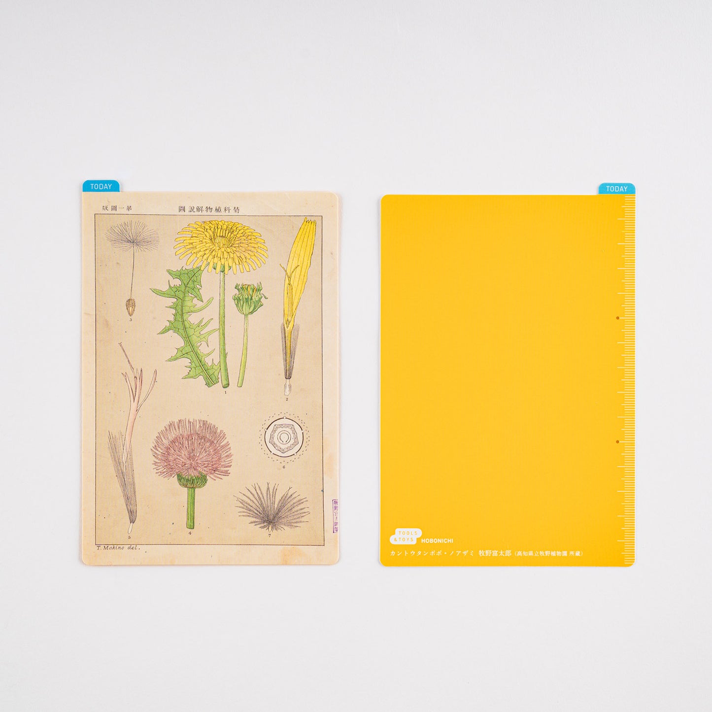 Hobonichi A6 Techo Pencil Board - Tomitaro Makino (Tomitaro Makino)